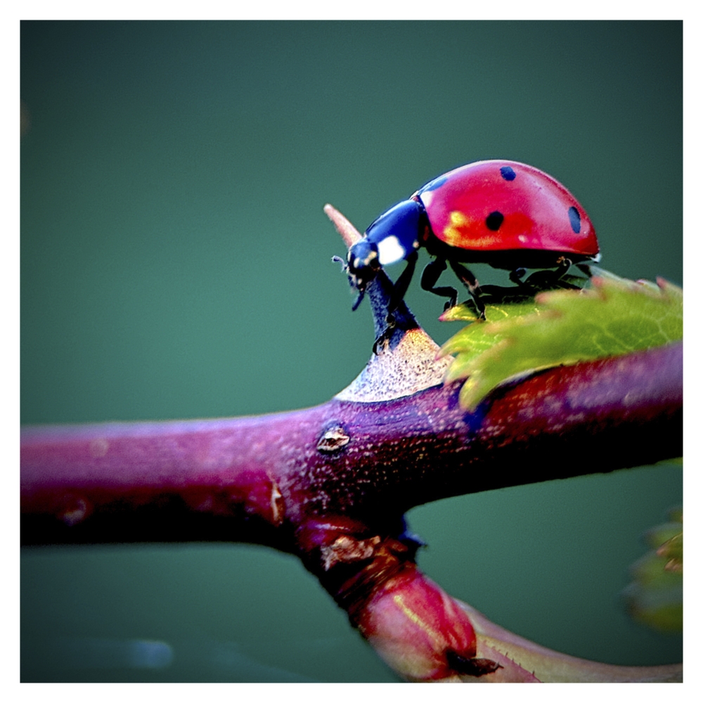 BlaX Macro - Animals 2