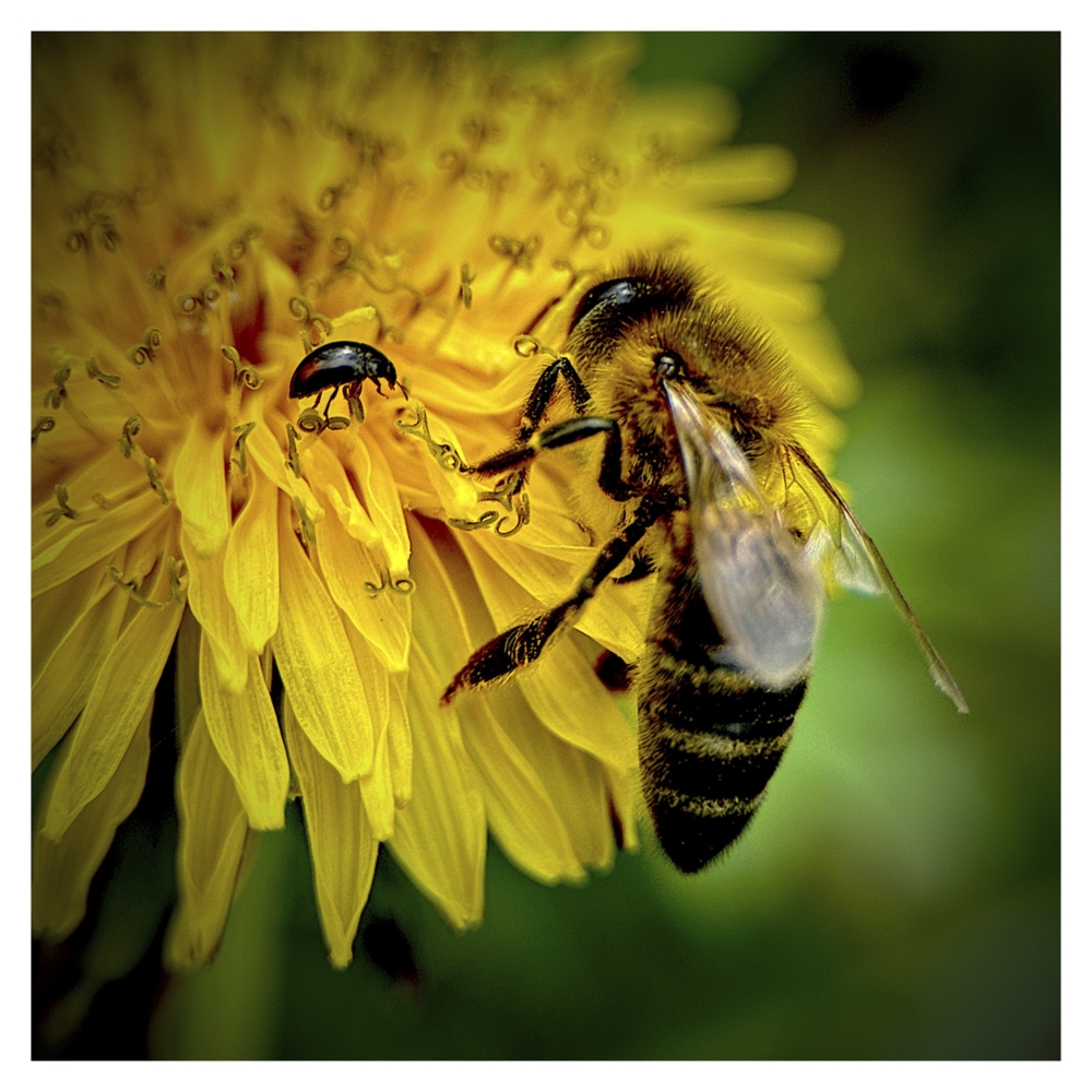 BlaX Macro - Animals 3