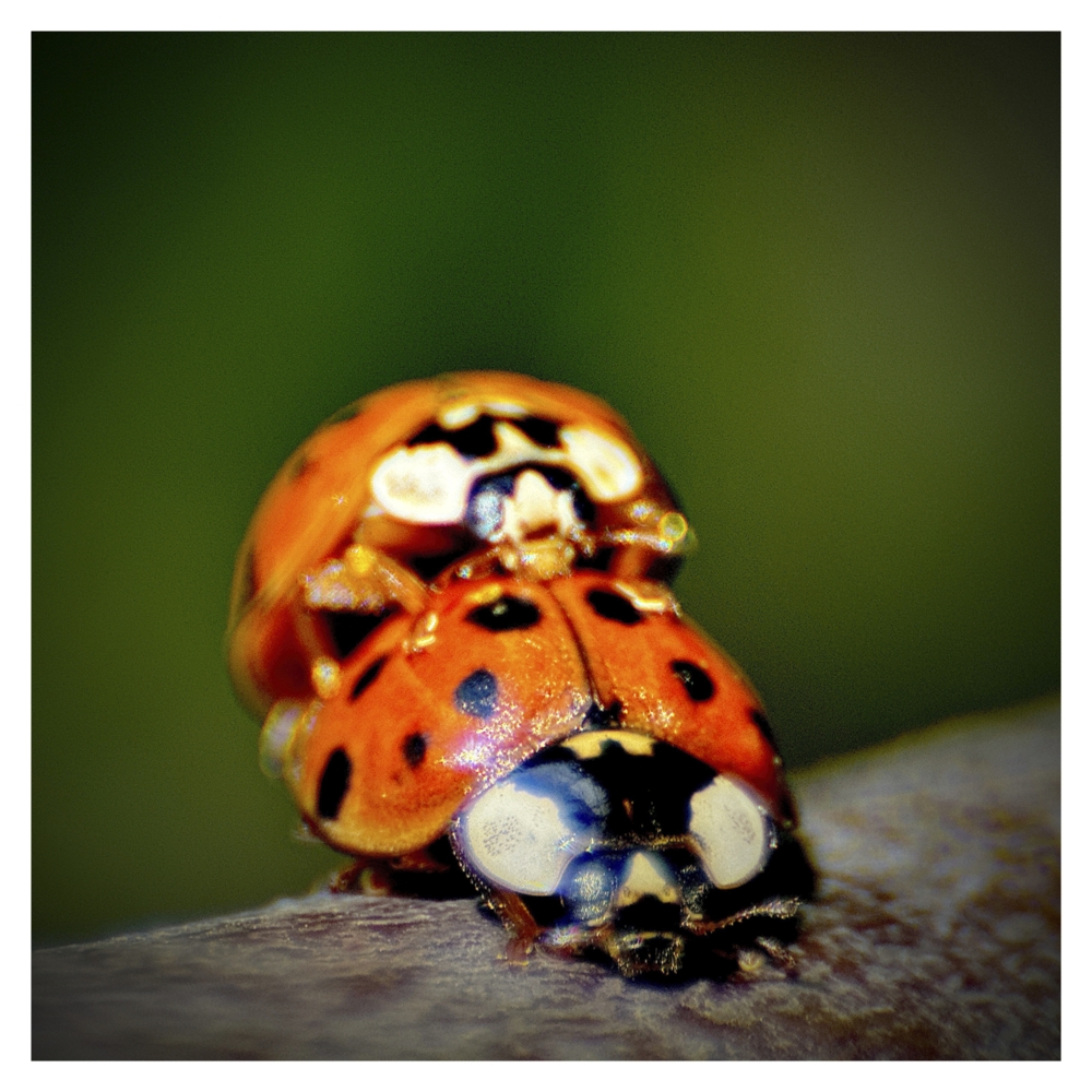 BlaX Macro - Animals 4