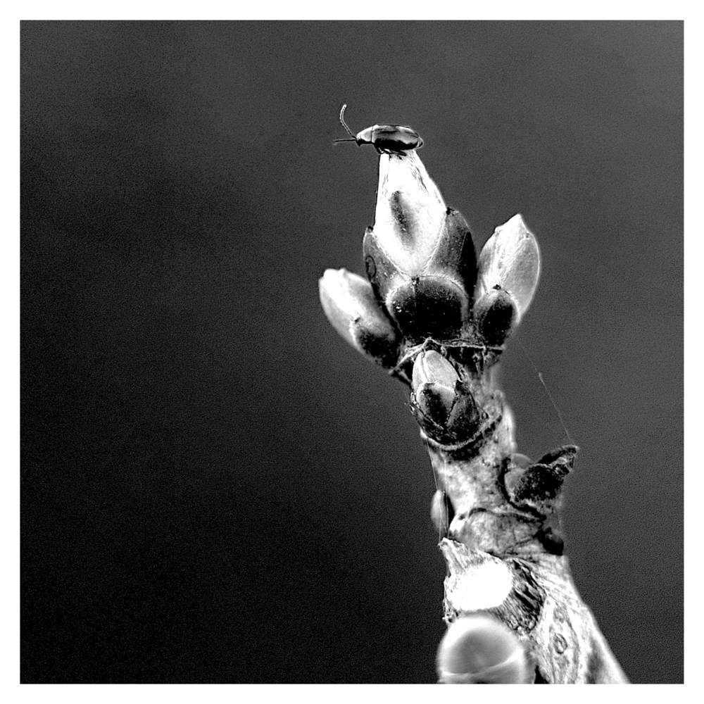 BlaX Macro - Animals 5