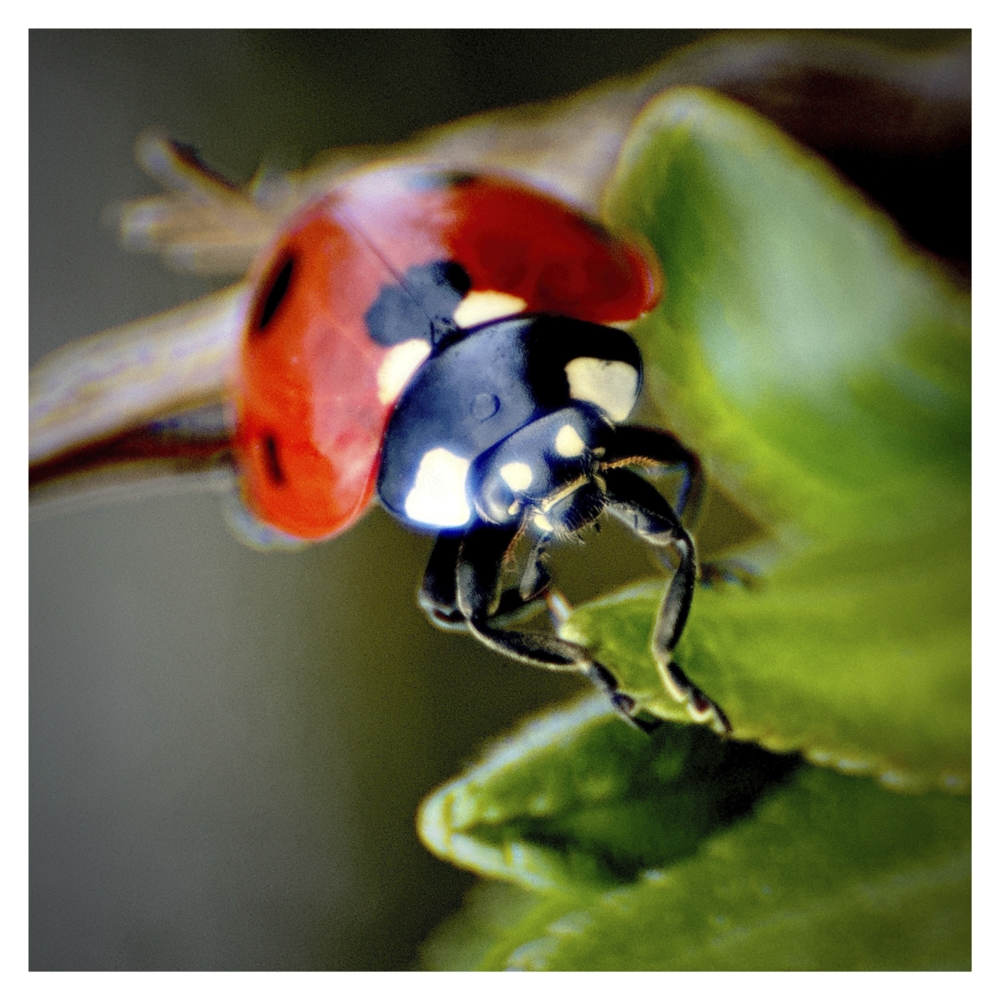 BlaX Macro - Animals 6