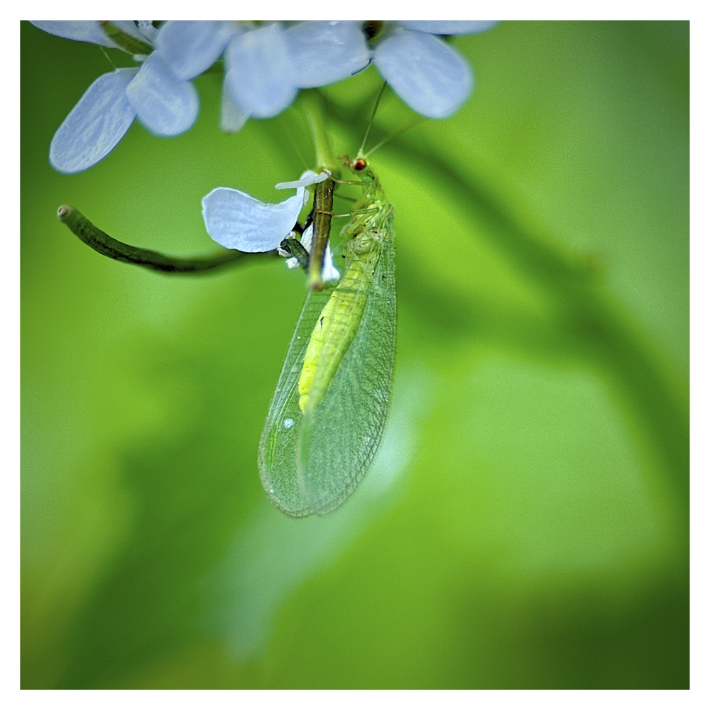 BlaX Macro - Animals 7