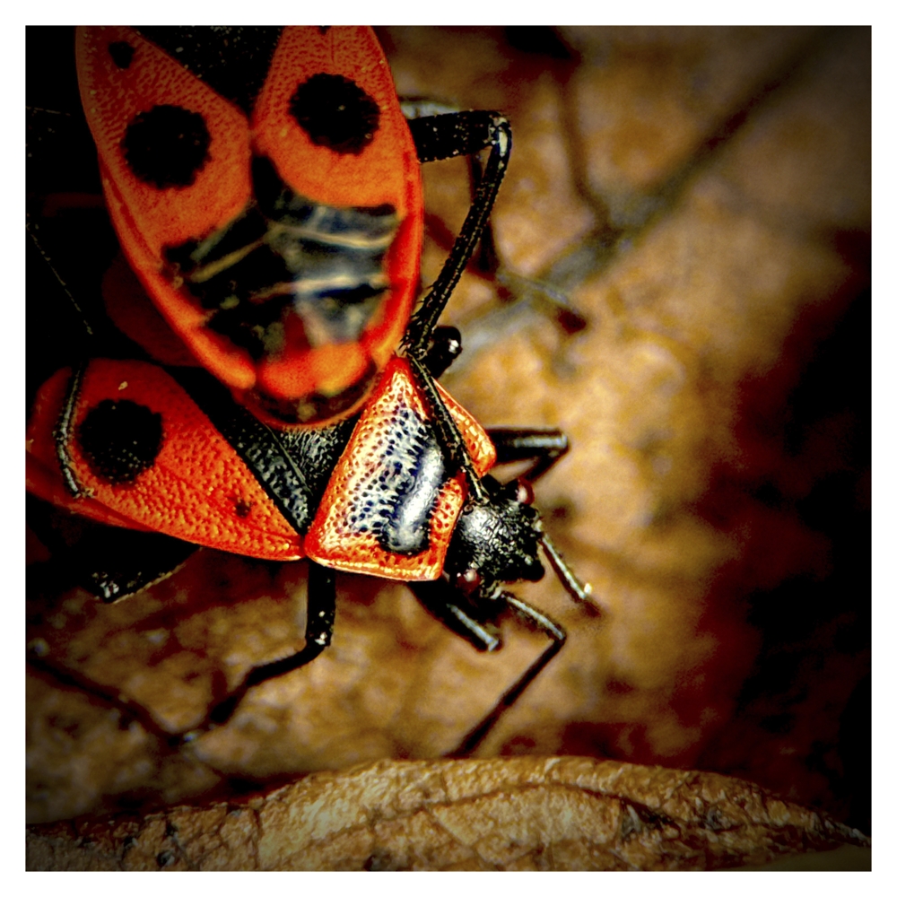 BlaX Macro - Animals 8