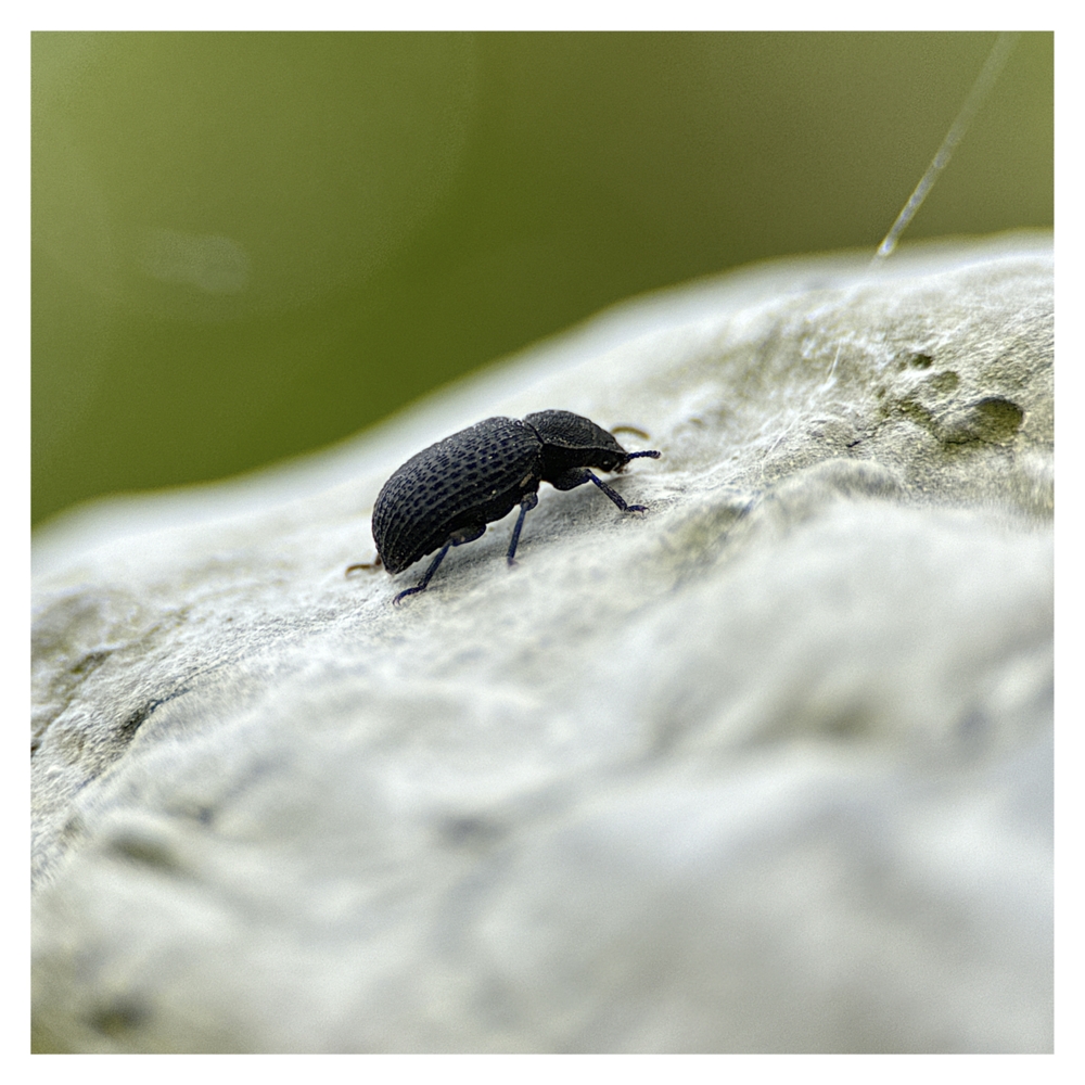 BlaX Macro - Animals 9