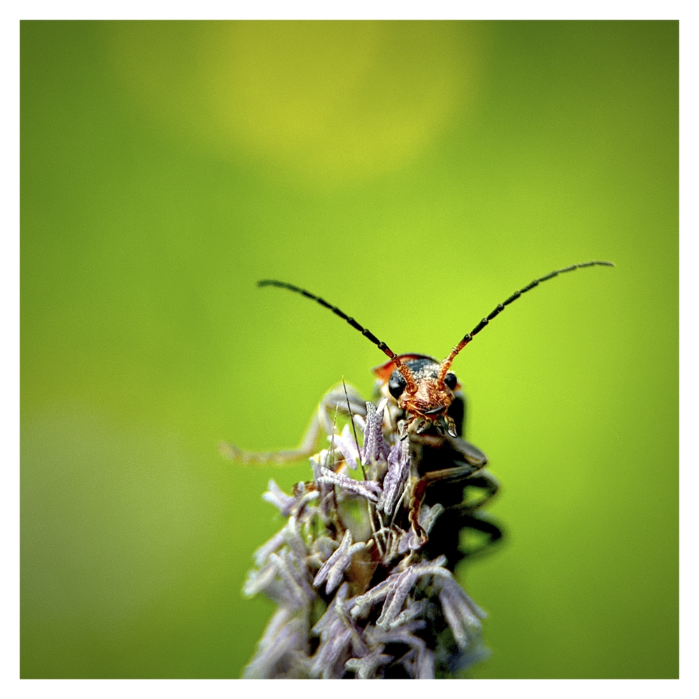 BlaX Macro - Animals 10