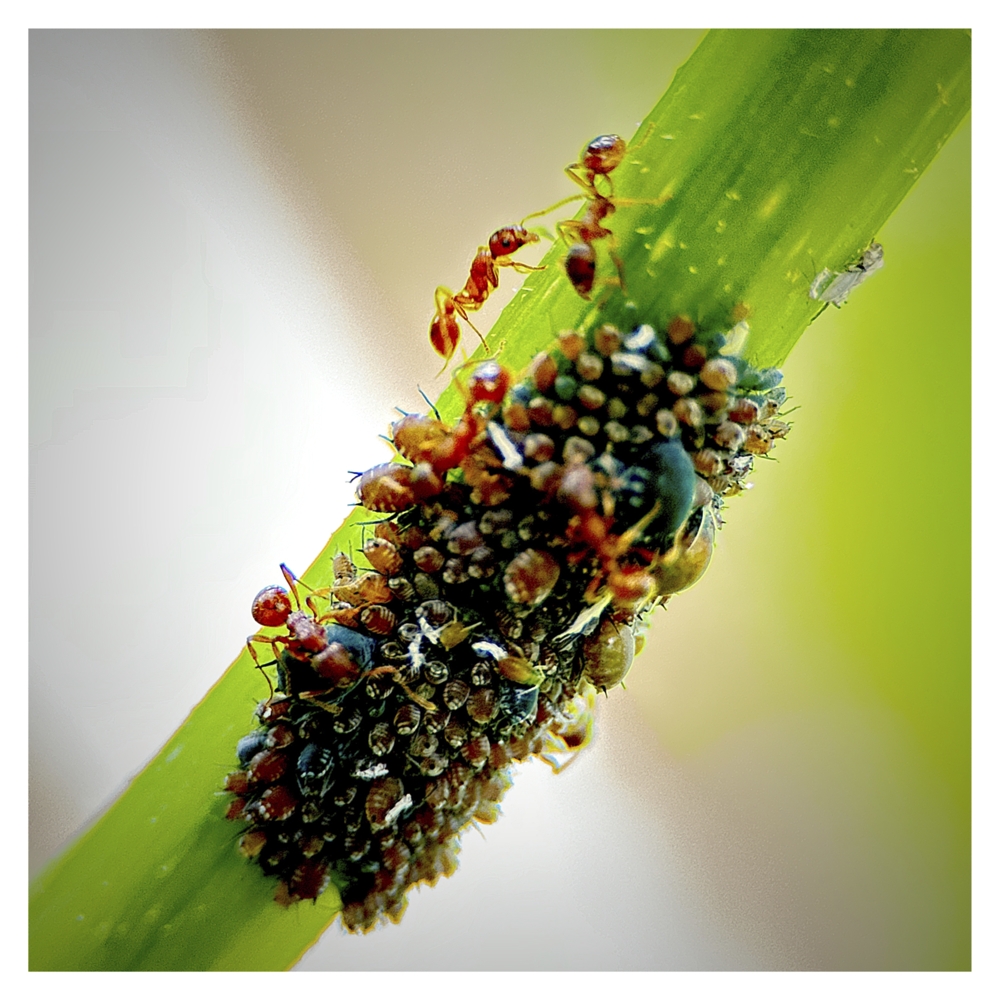 BlaX Macro - Animals 11