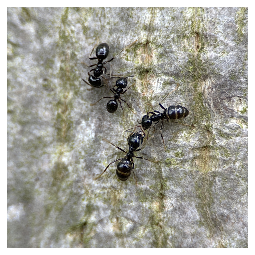 BlaX Macro - Animals 12