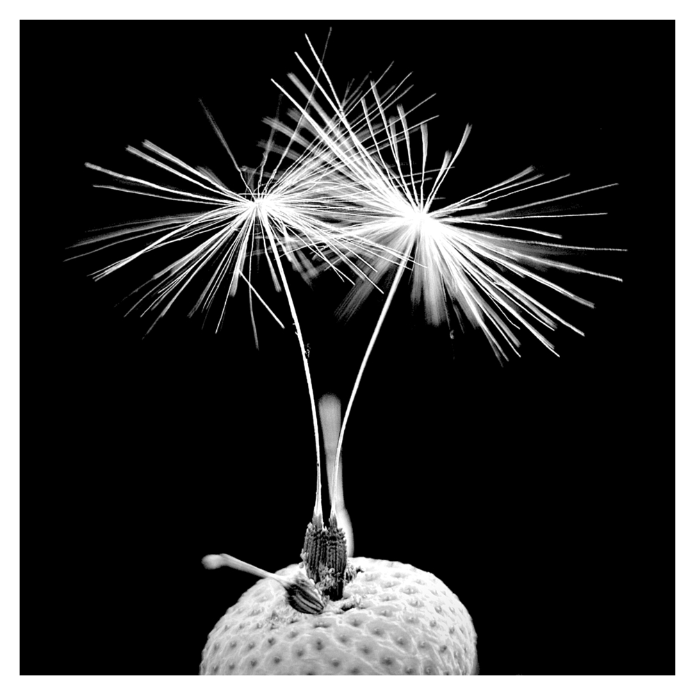 BlaX Macro - Black&White 4