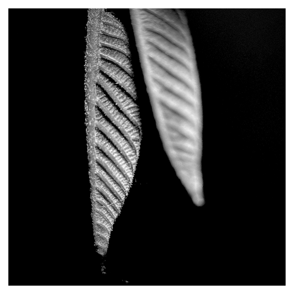 BlaX Macro - Black&White 5