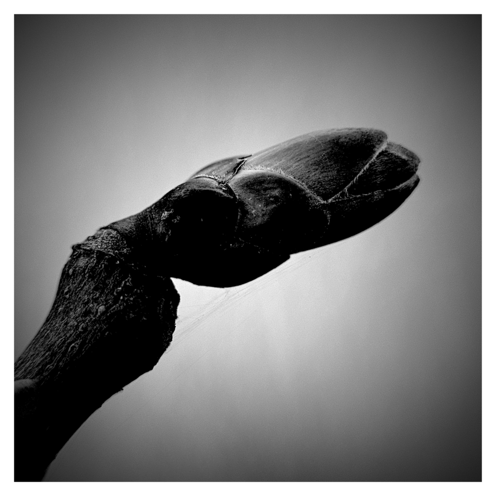 BlaX Macro - Black&White 6