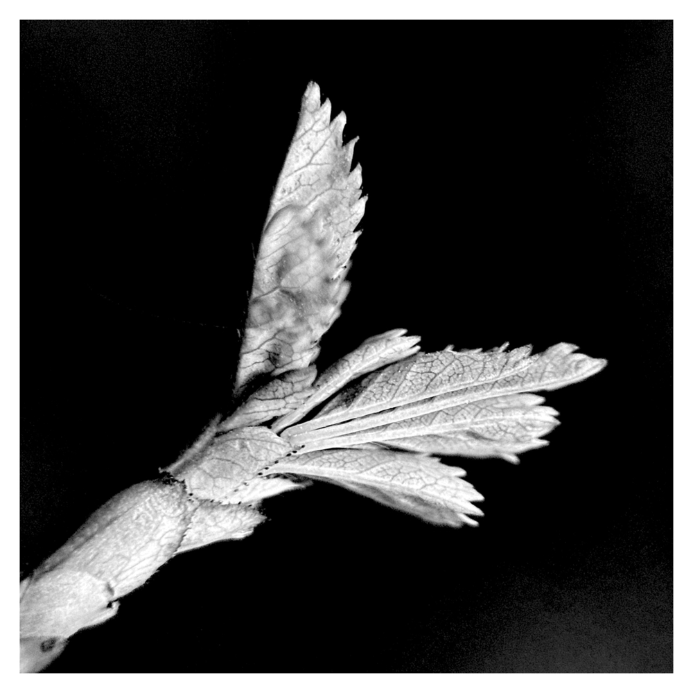 BlaX Macro - Black&White 7