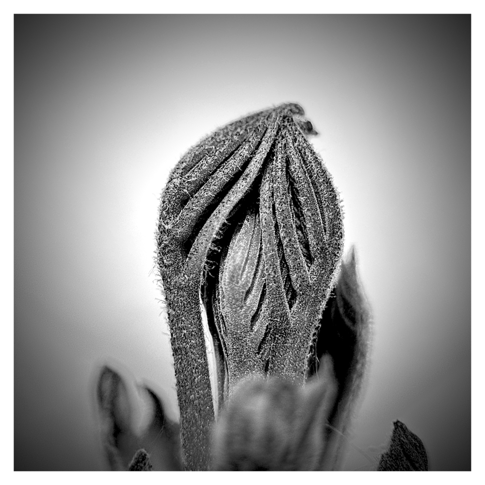 BlaX Macro - Black&White 9