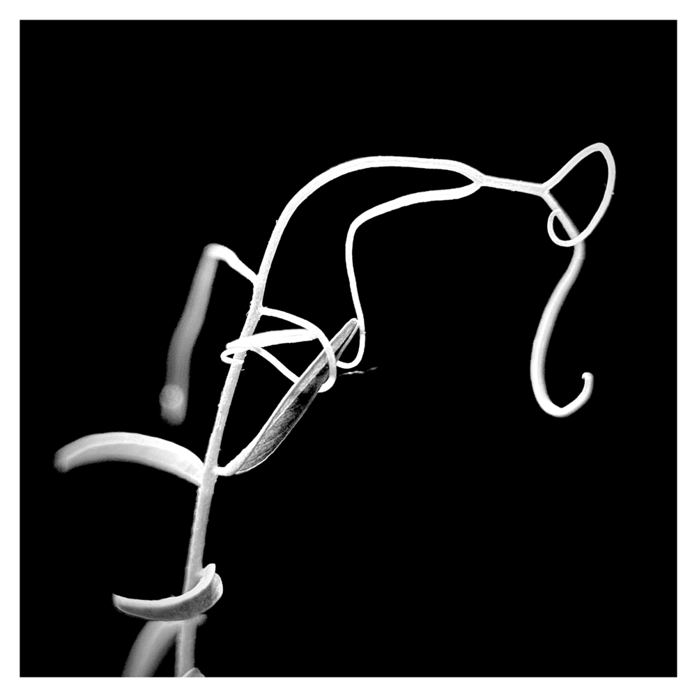 BlaX Macro - Black&White 10