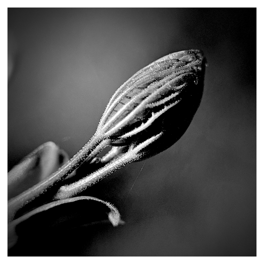 BlaX Macro - Black&White 11