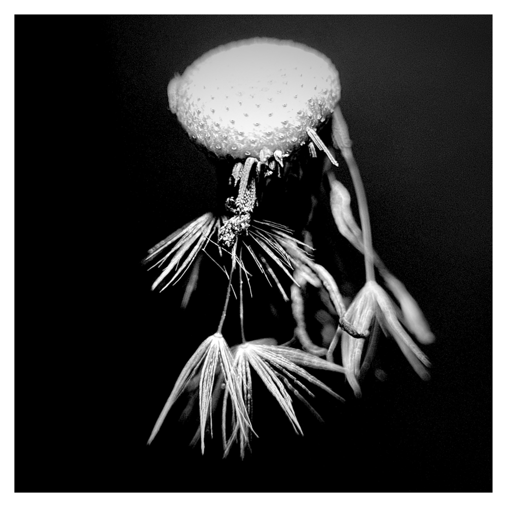 BlaX Macro - Black&White 12