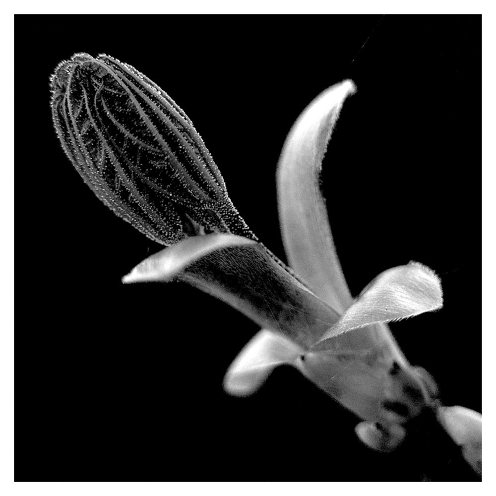 BlaX Macro - Black&White 13