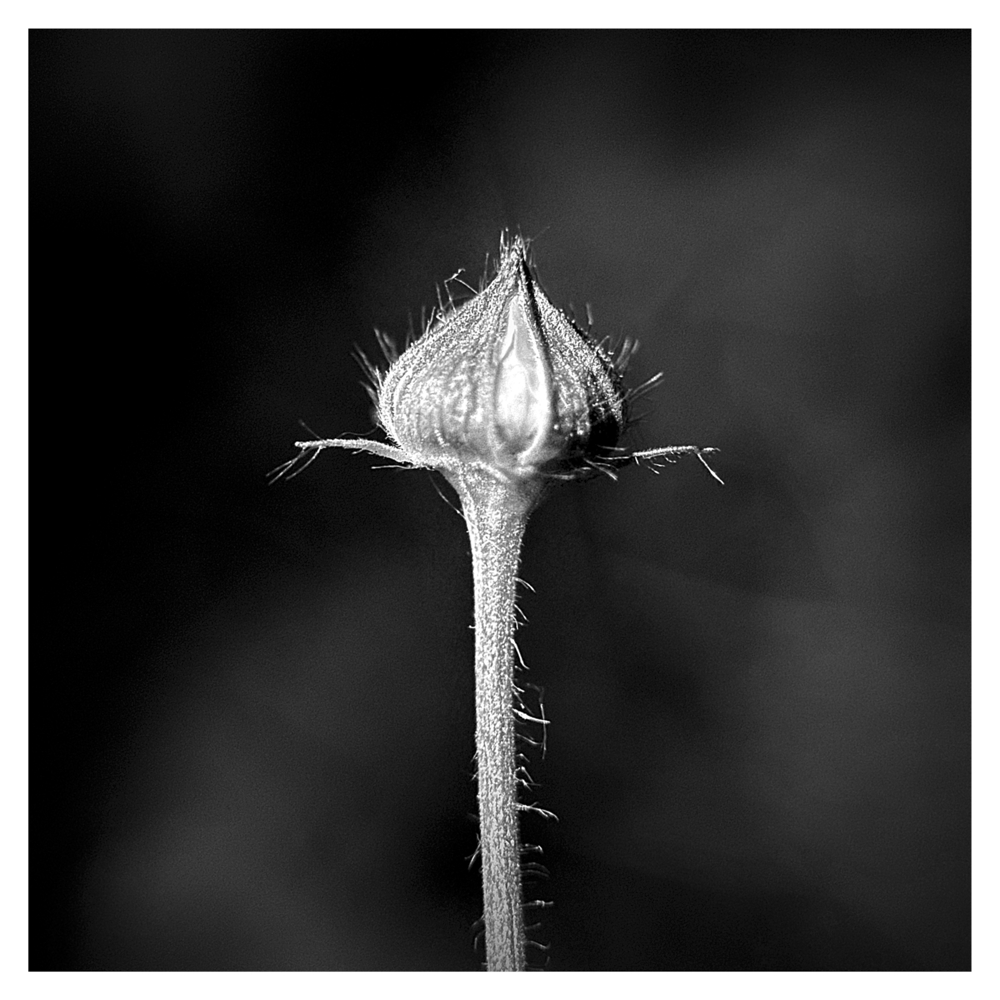 BlaX Macro - Black&White 15