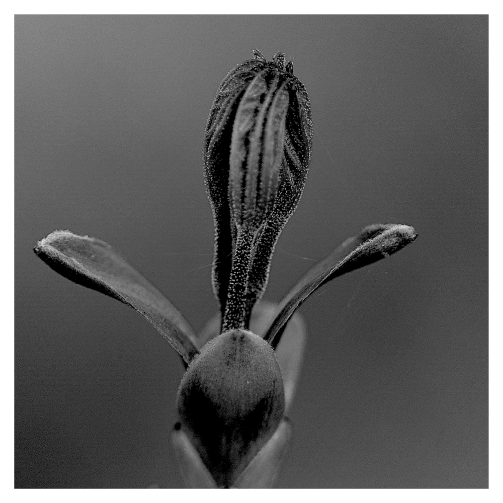 BlaX Macro - Black&White 16