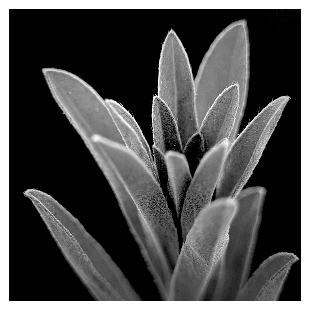 BlaX Macro - Black&White 17