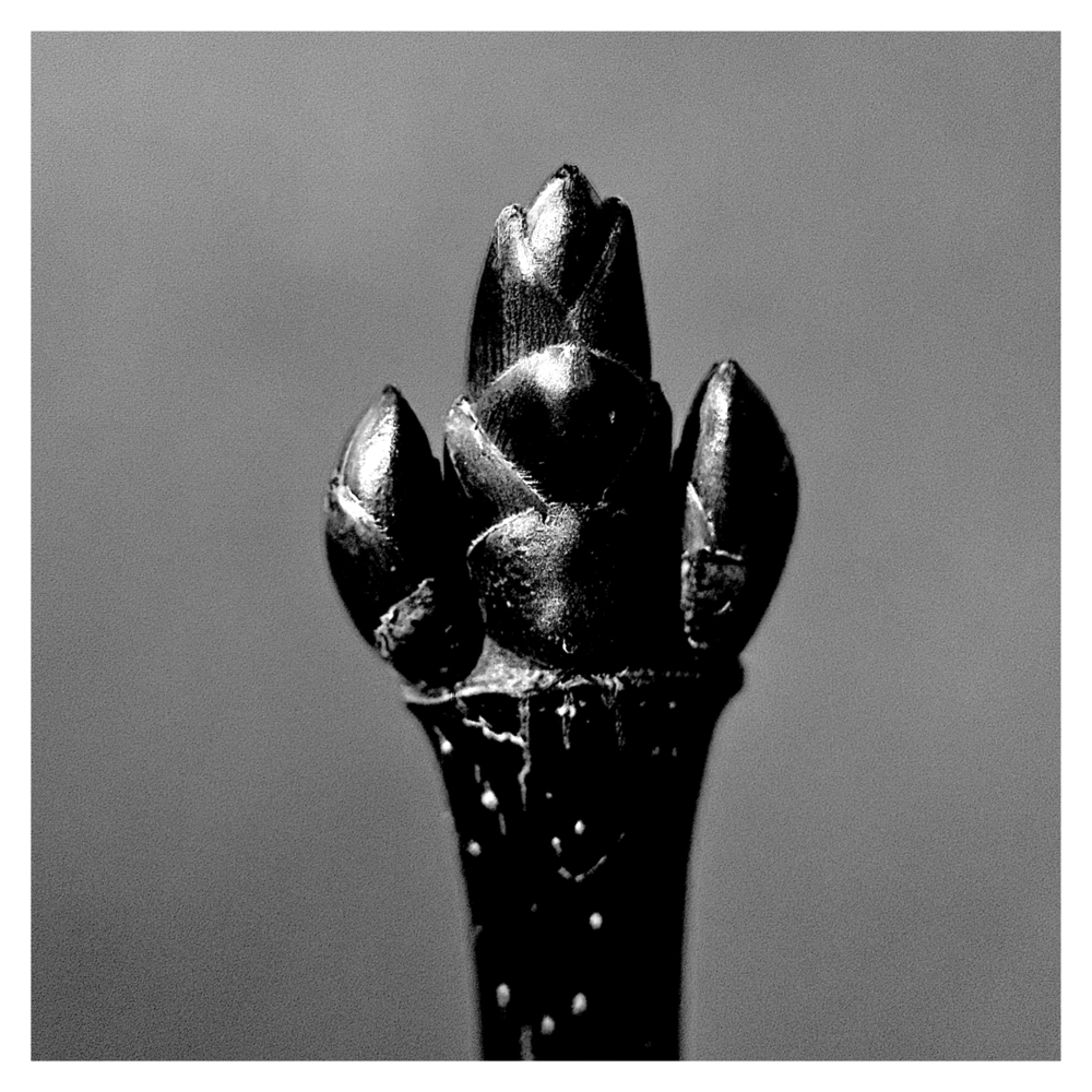 BlaX Macro - Black&White 18