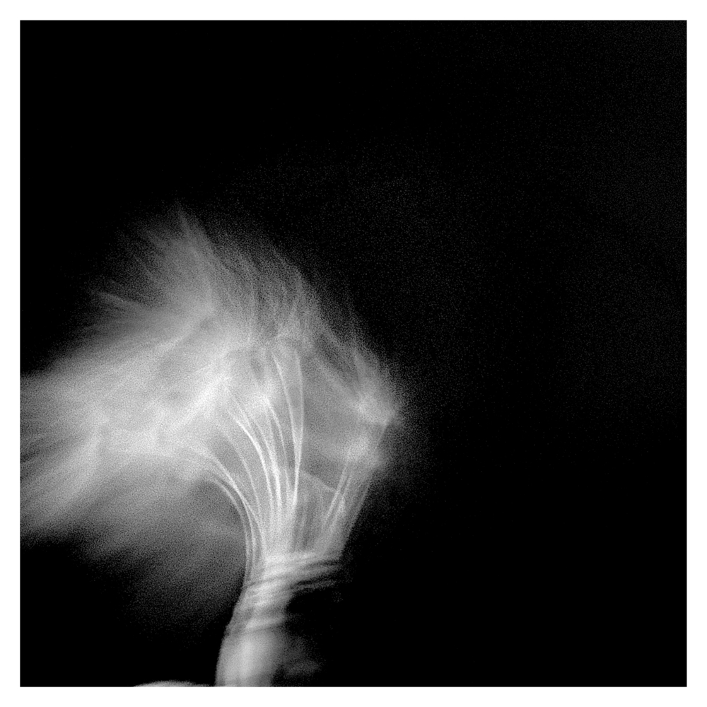 BlaX Macro - Black&White 20