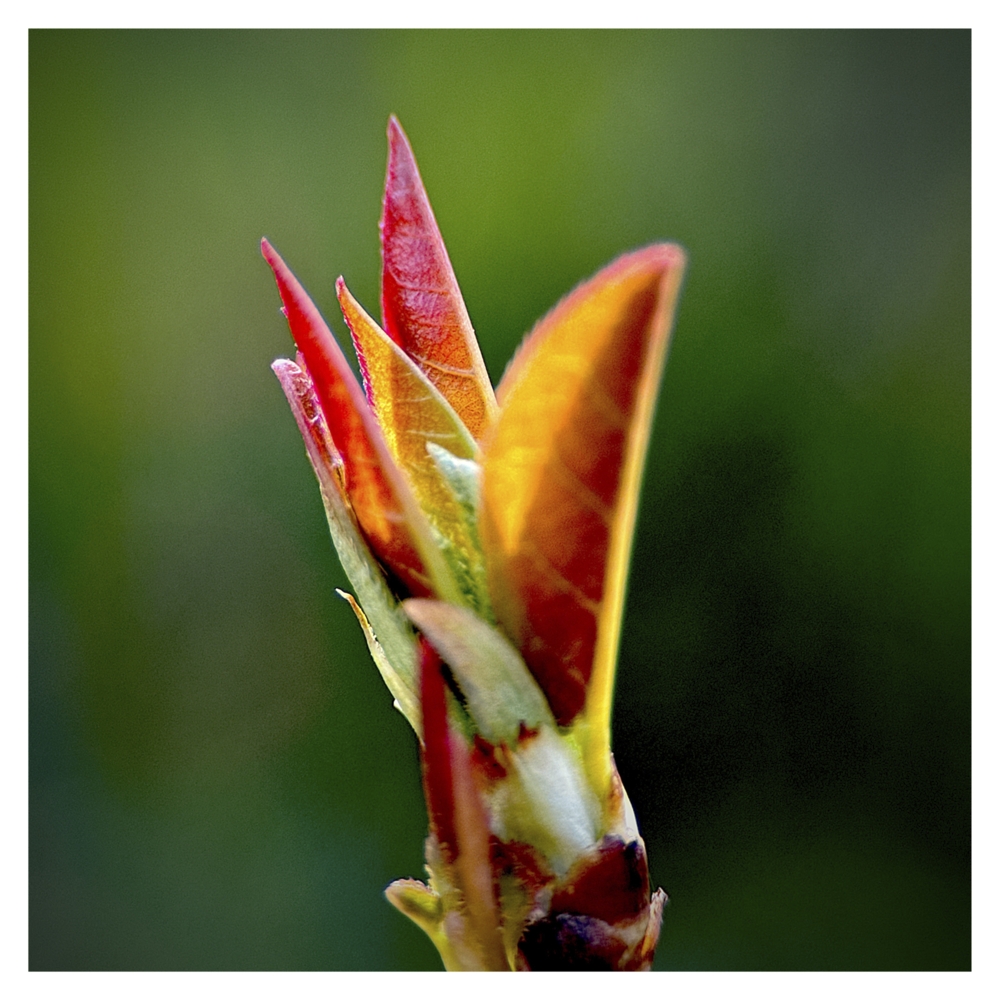 BlaX Macro - Color 3