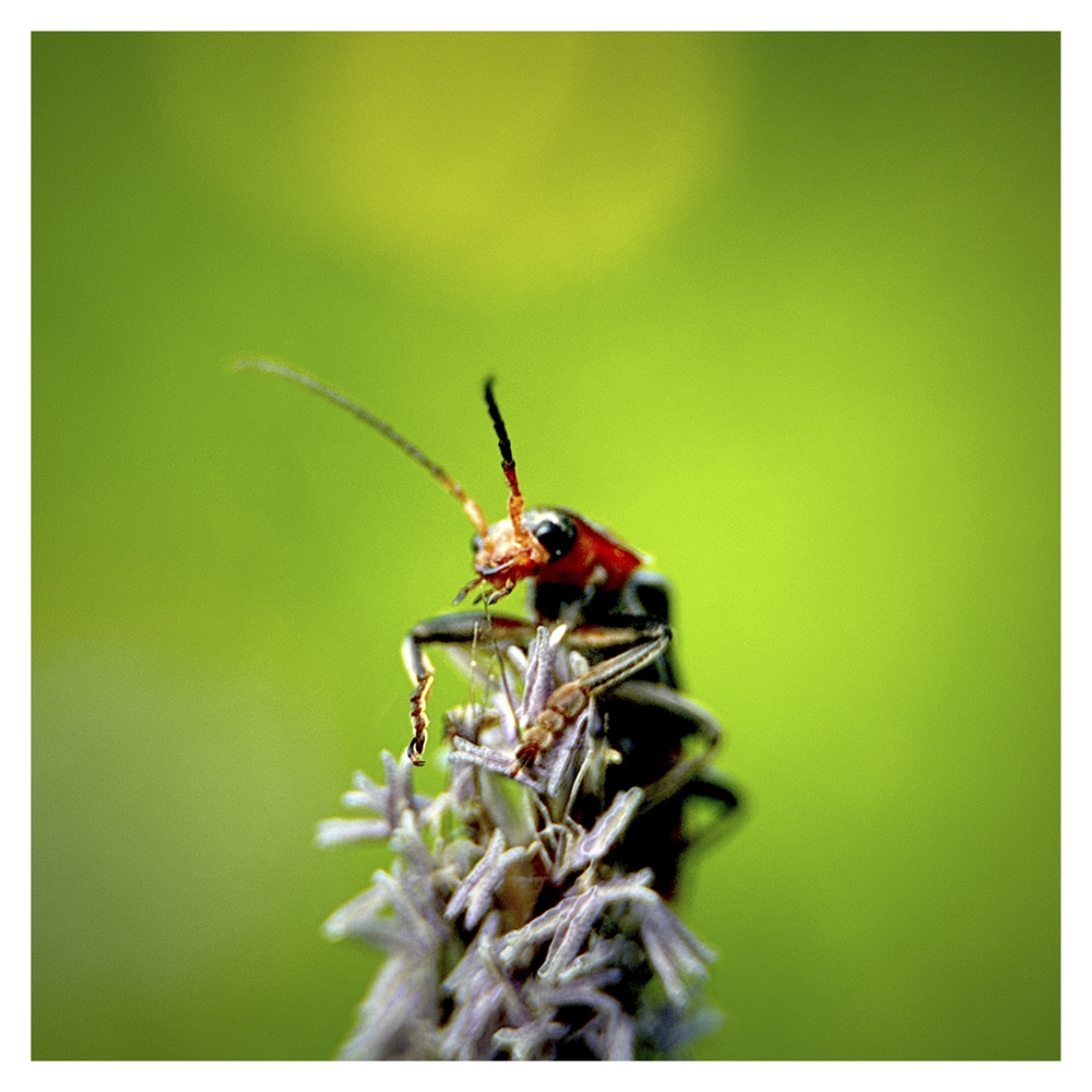 BlaX Macro - Color 4