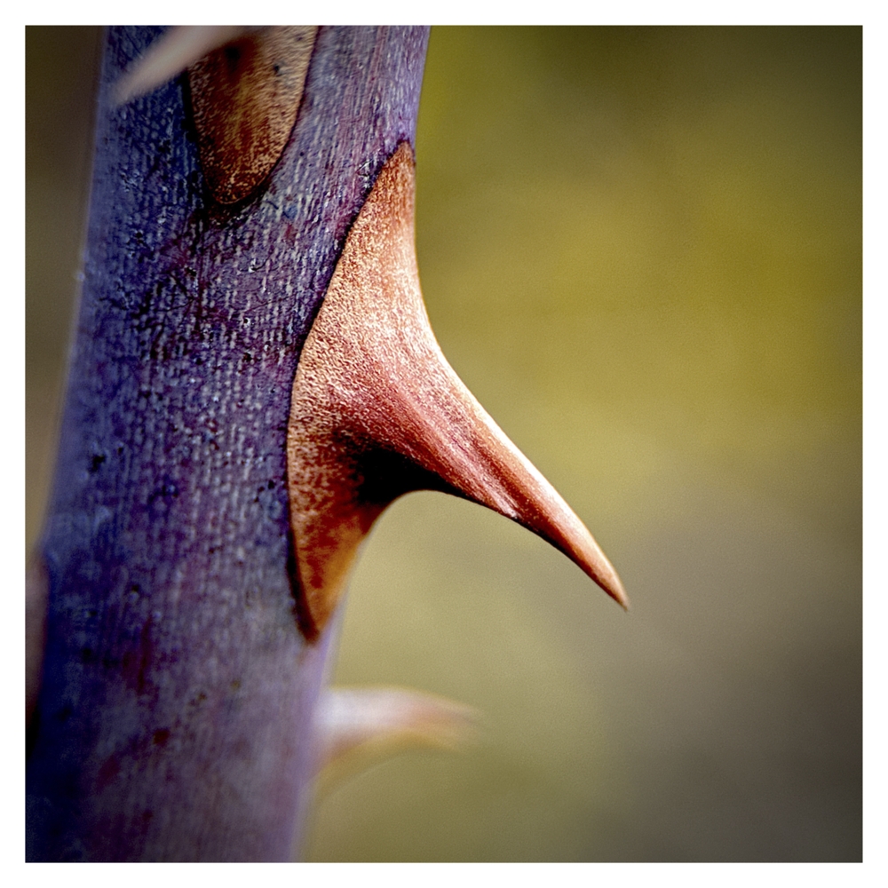 BlaX Macro - Color 5