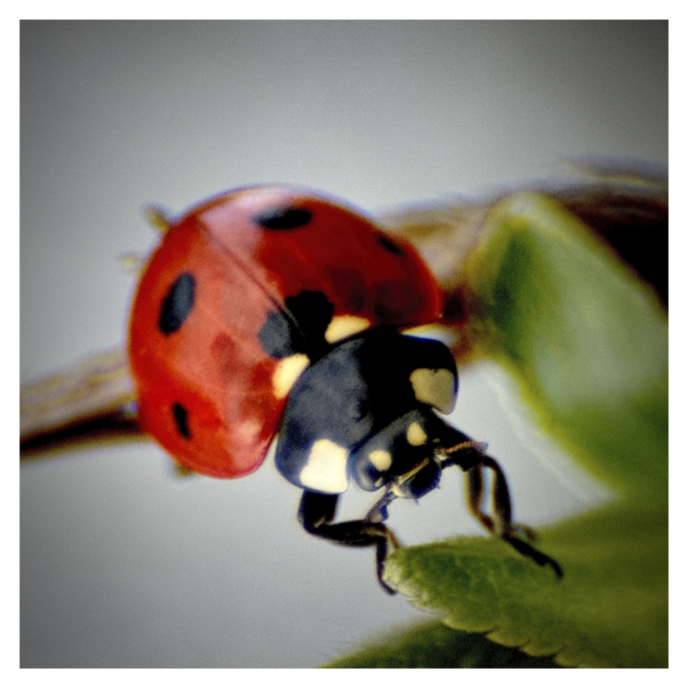 BlaX Macro - Color 6