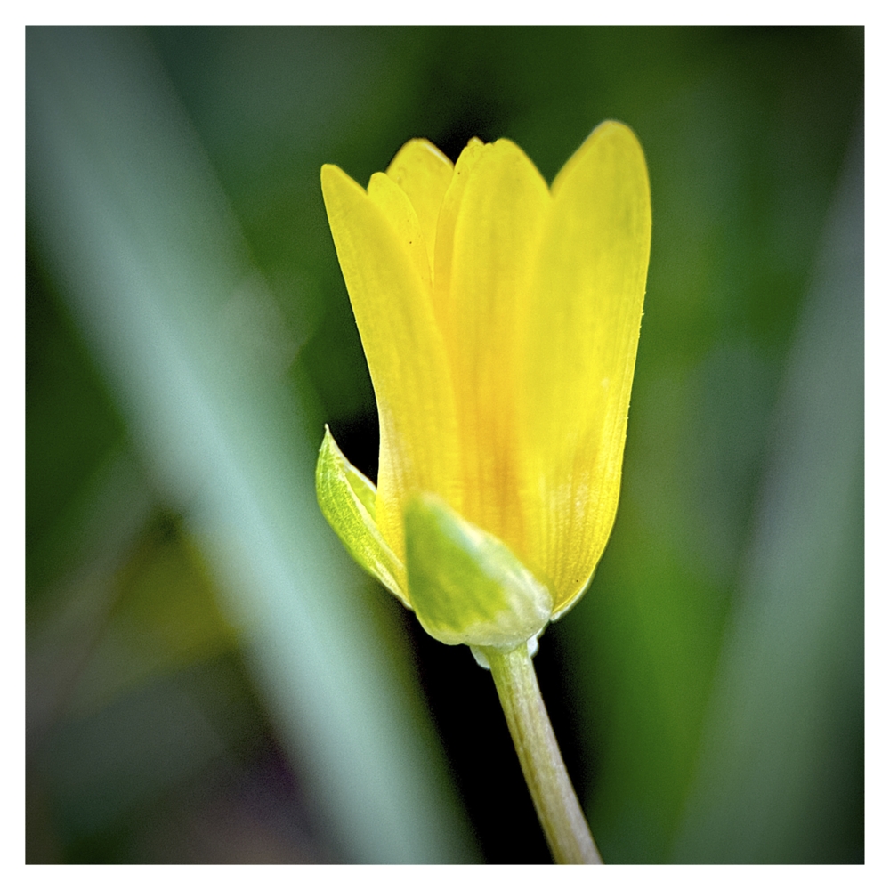 BlaX Macro - Color 7