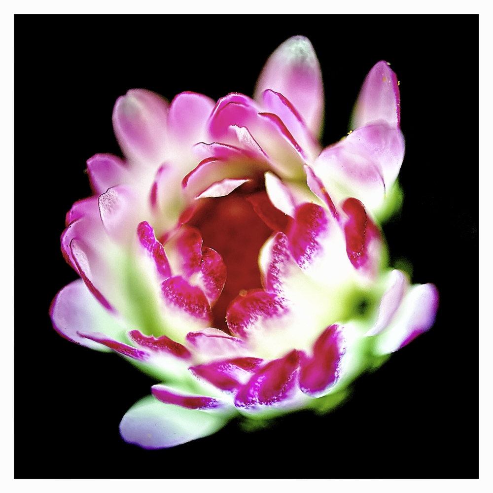 BlaX Macro - Color 8