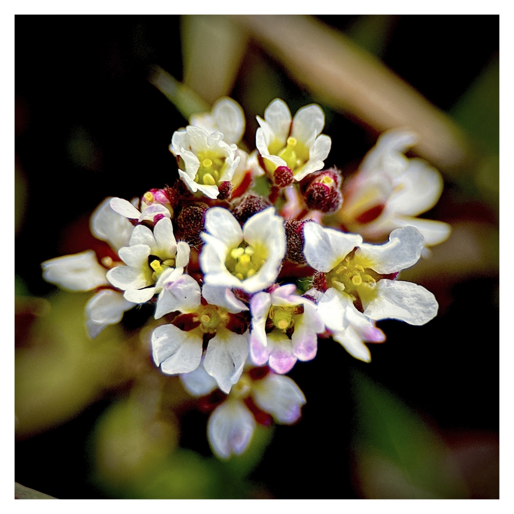 BlaX Macro - Color 9