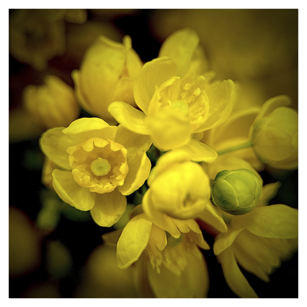 BlaX Macro - Color 10