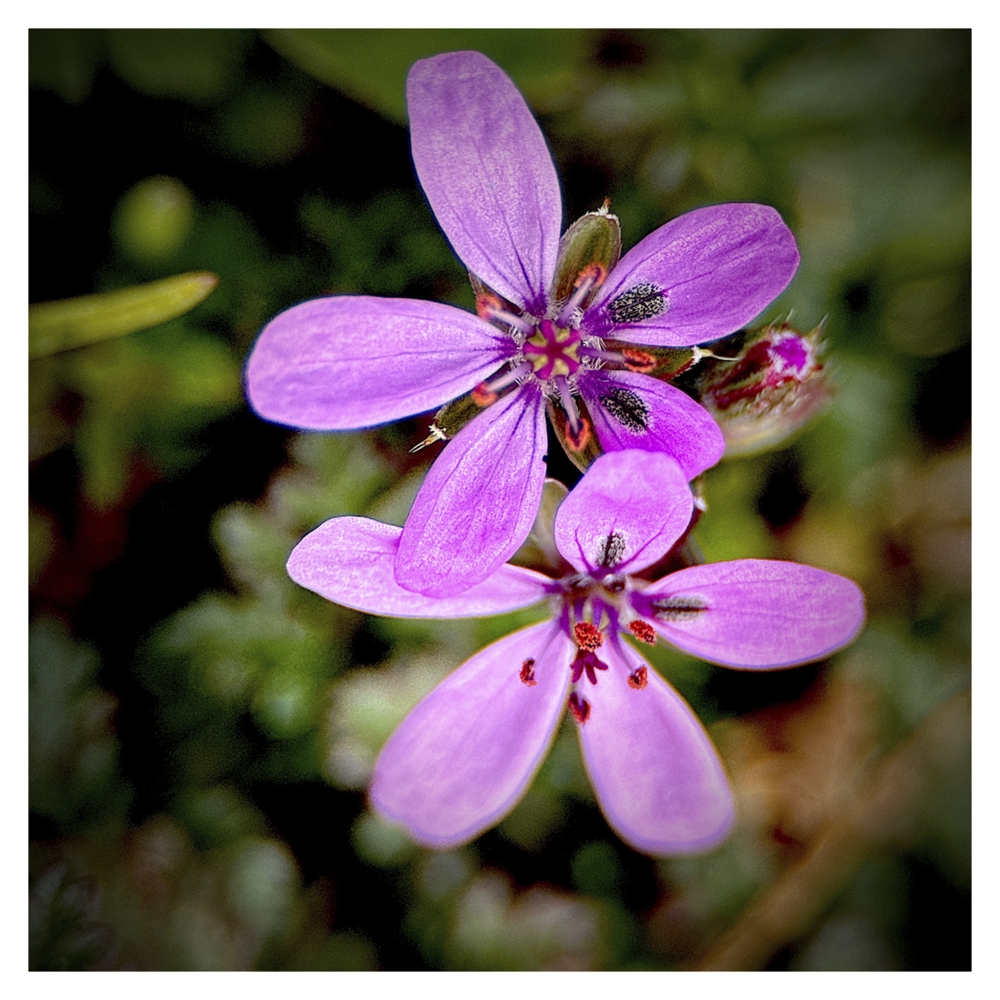 BlaX Macro - Color 11