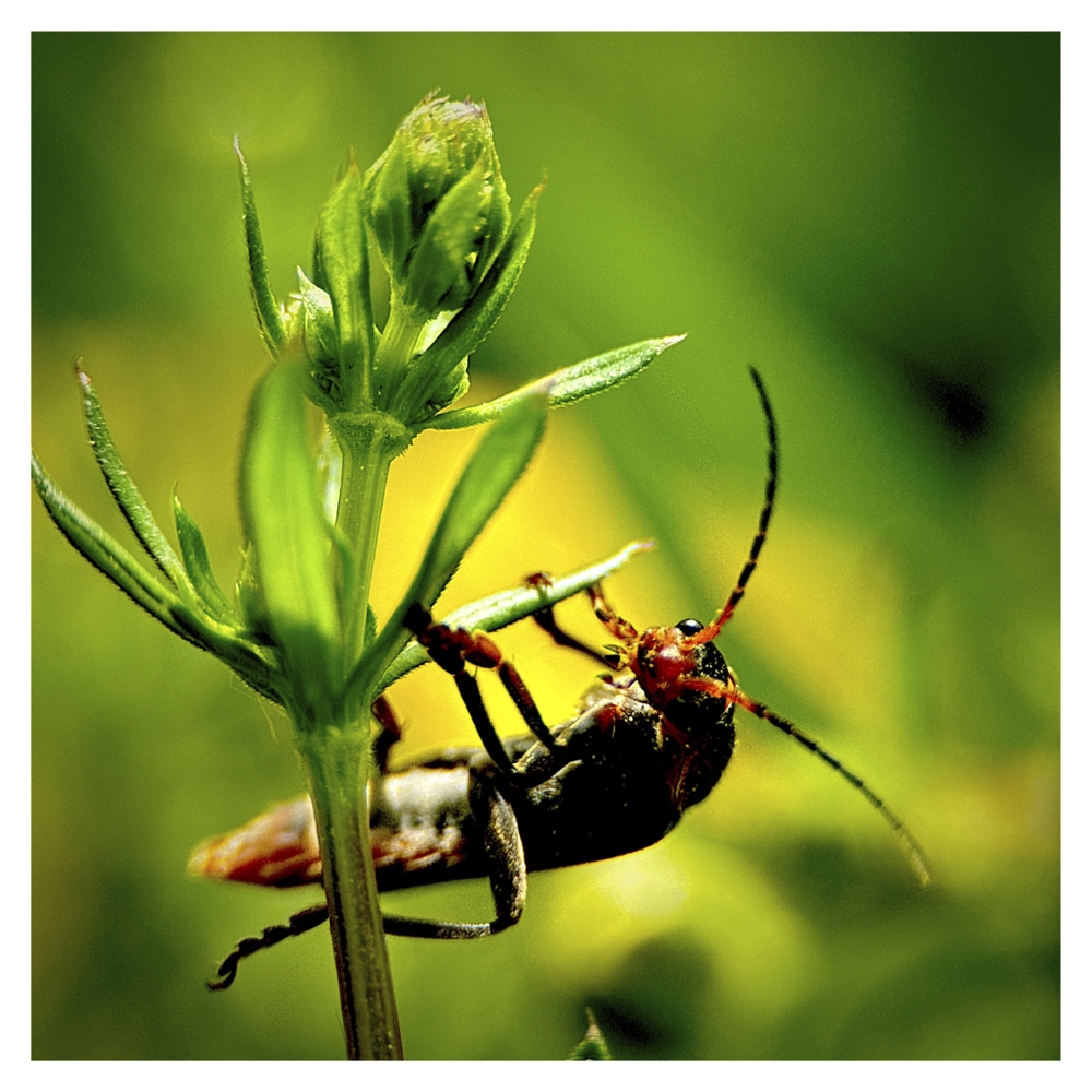 BlaX Macro - Color 12