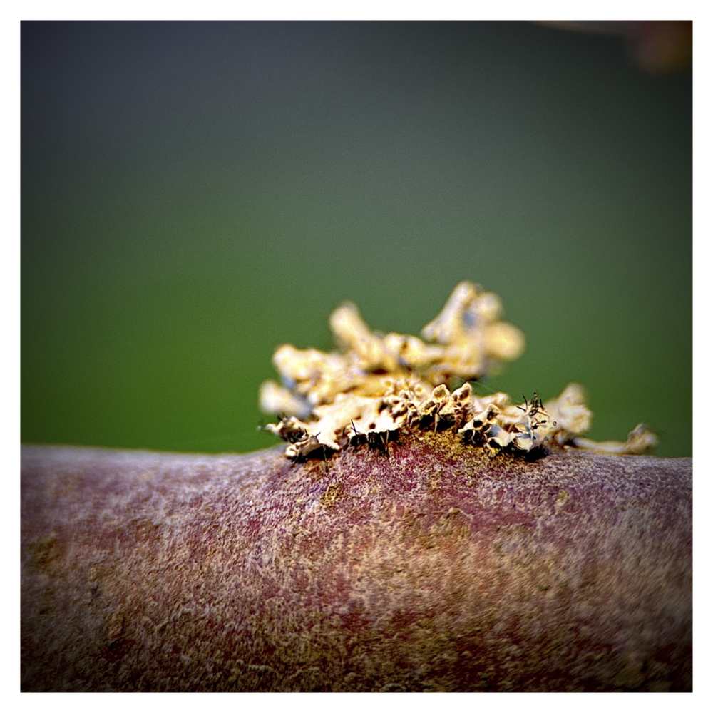 BlaX Macro - Color 13