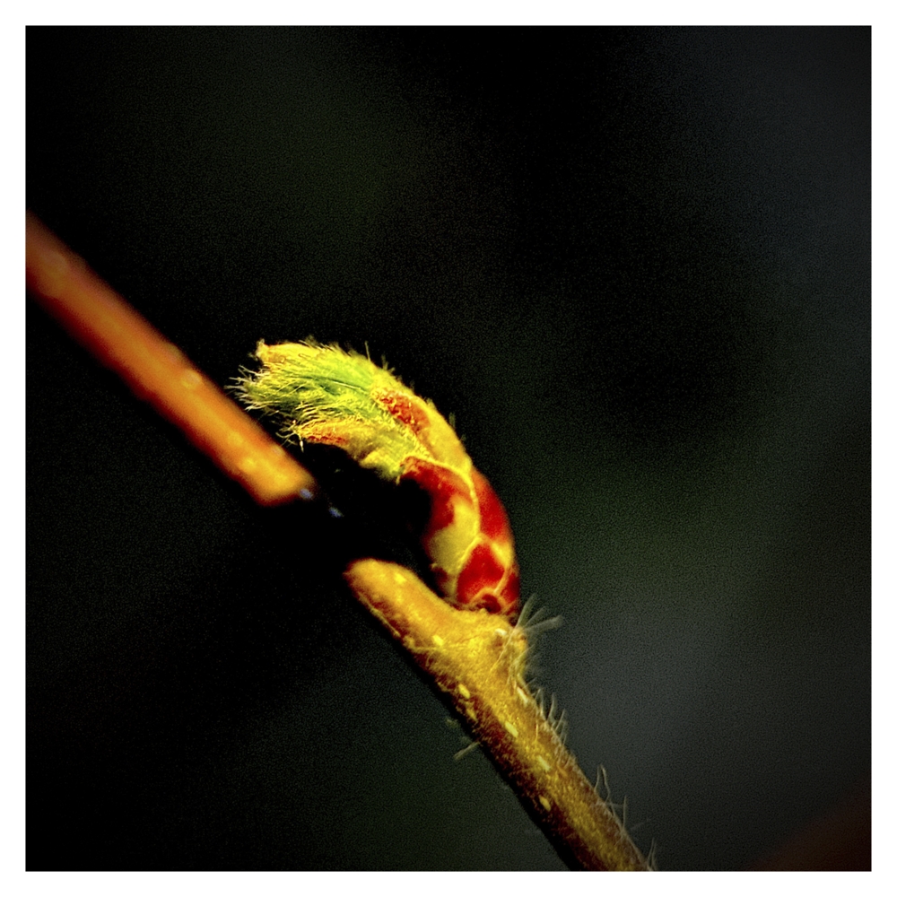 BlaX Macro - Color 14