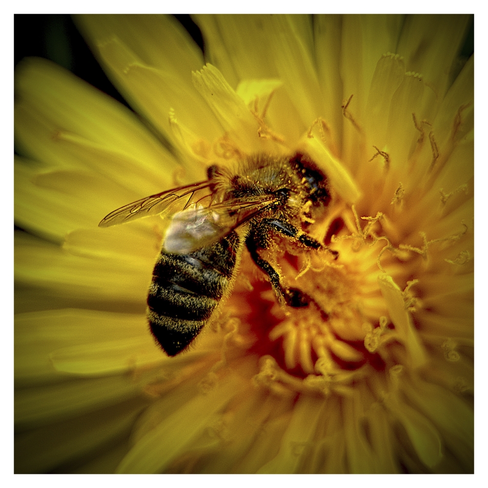 BlaX Macro - Color 15