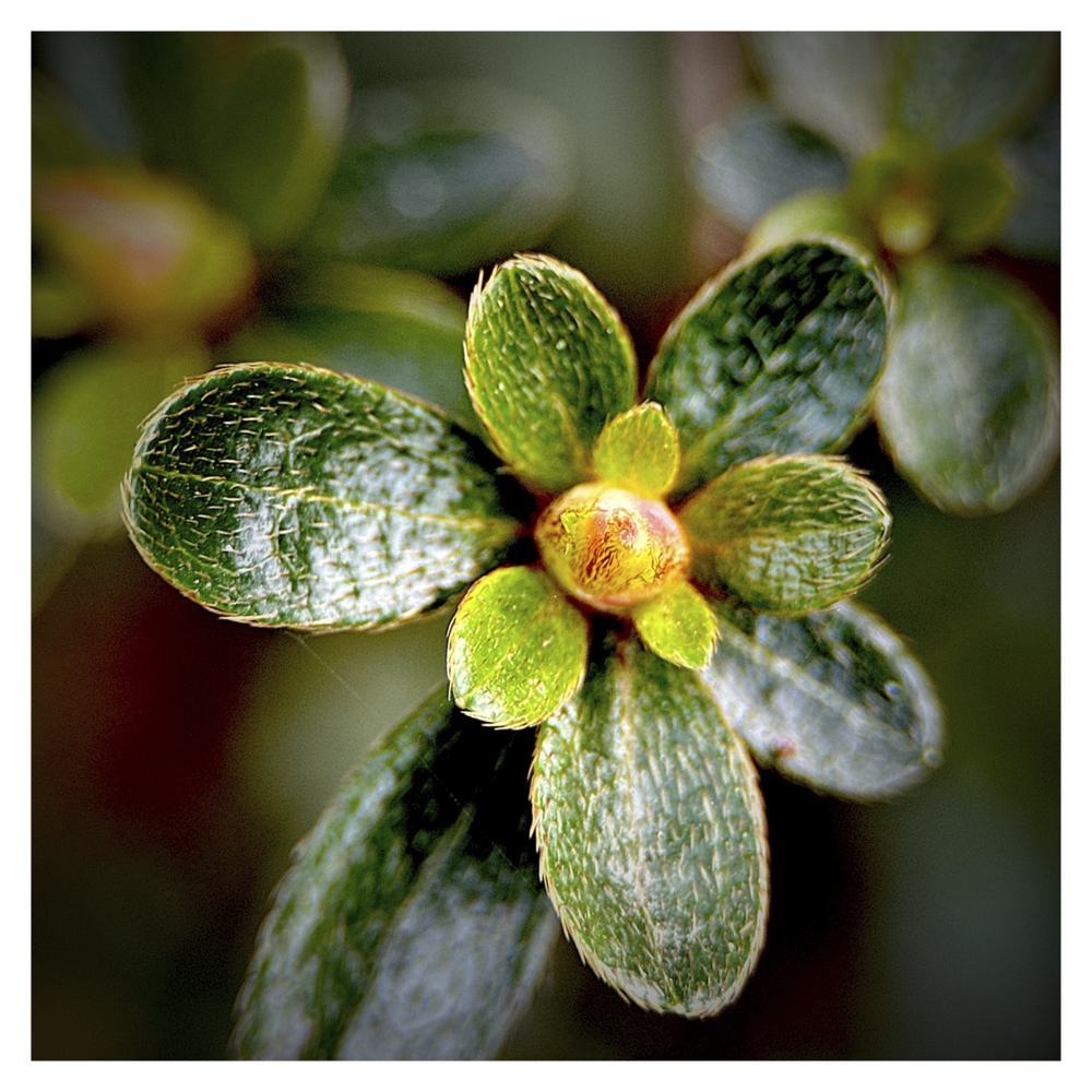 BlaX Macro - Color 17