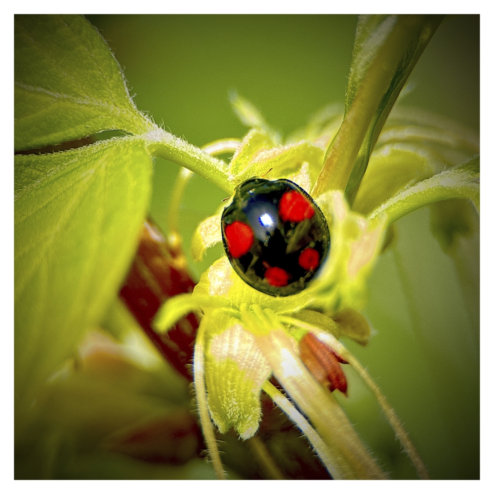 BlaX Macro - Color 18