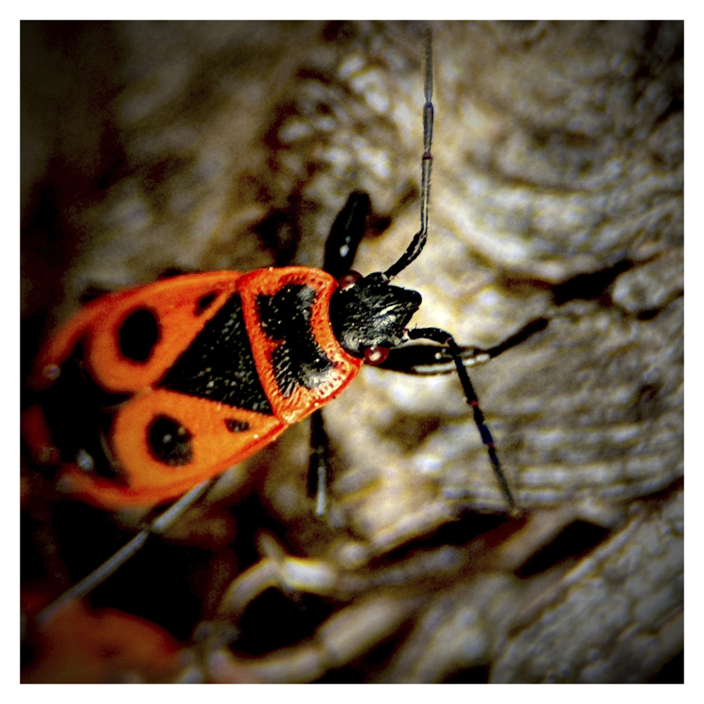 BlaX Macro - Color 20