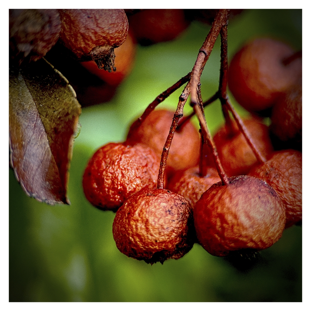 BlaX Macro - Color 21