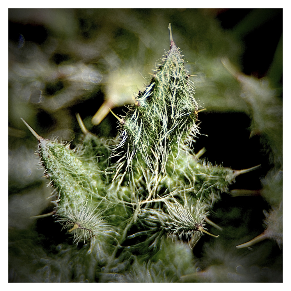 BlaX Macro - Color 22