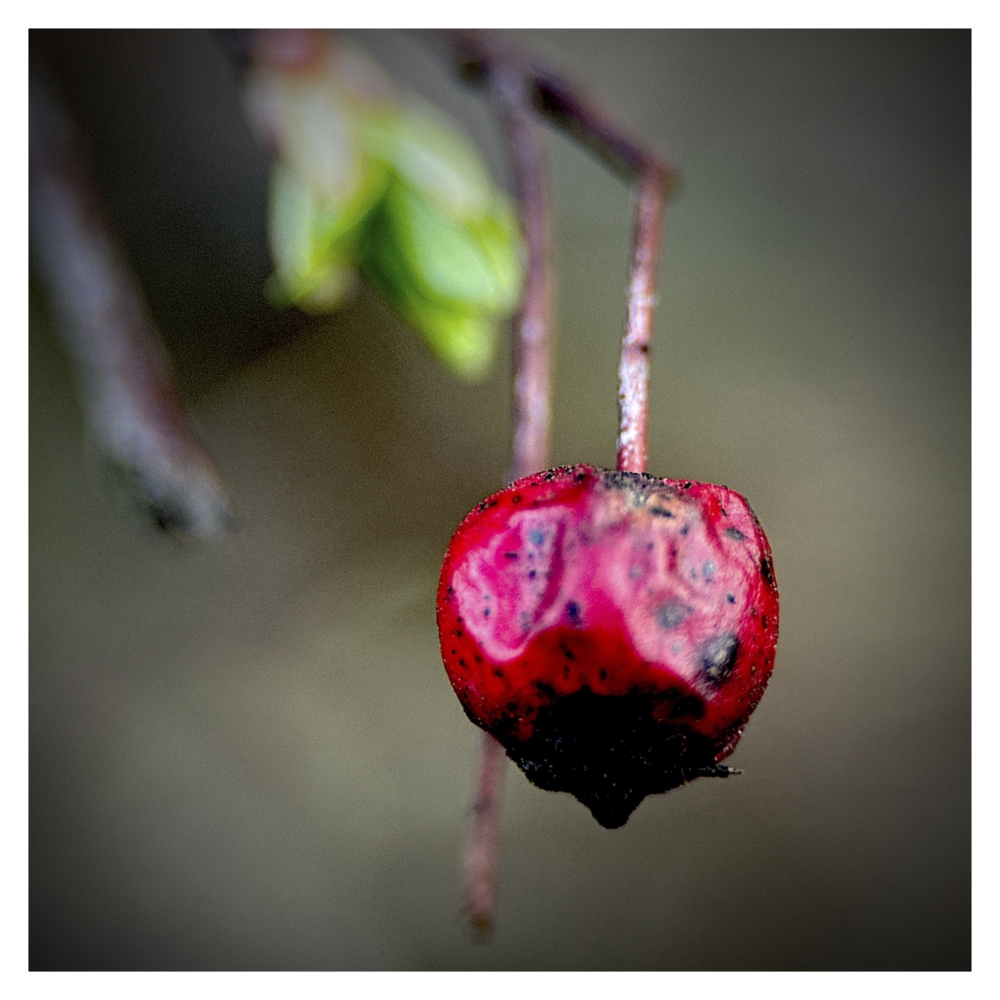 BlaX Macro - Color 26