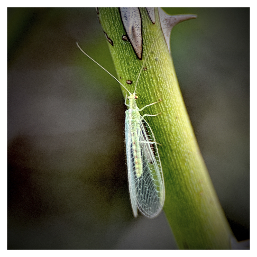 BlaX Macro - Color 27