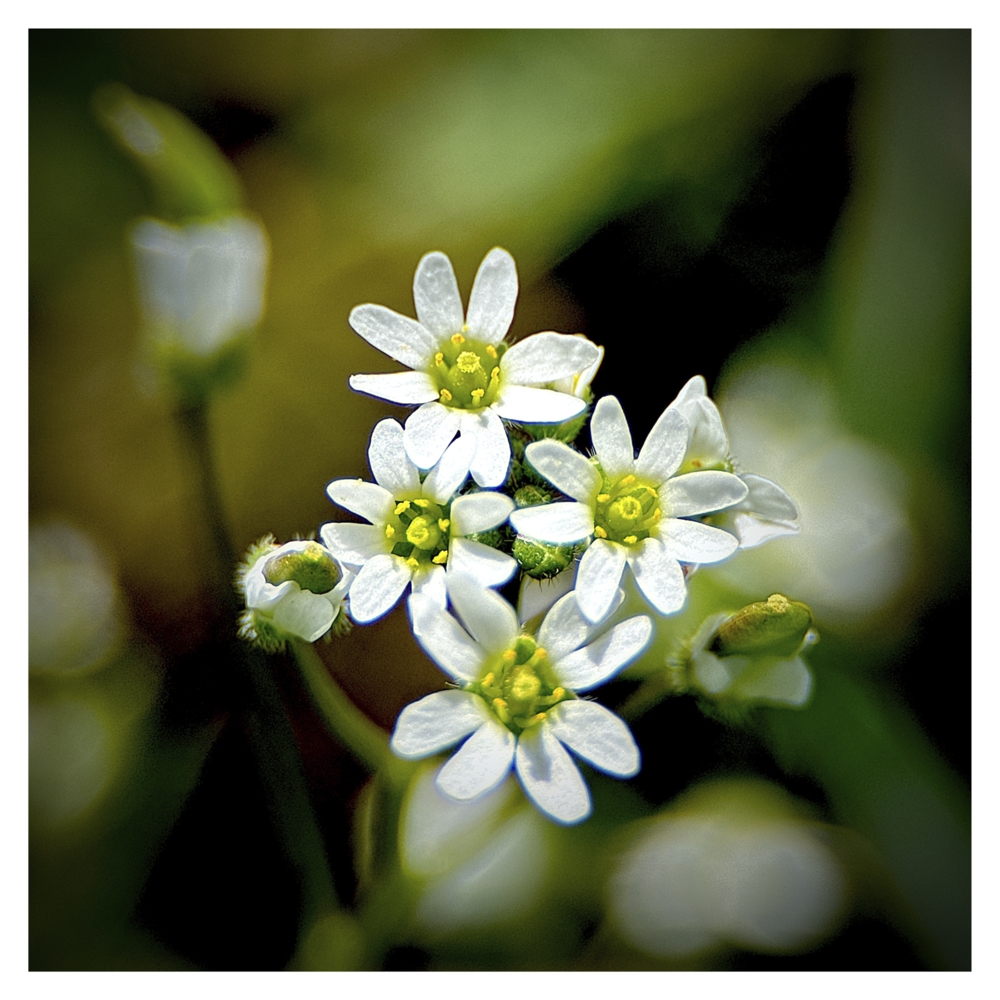 BlaX Macro - Color 28