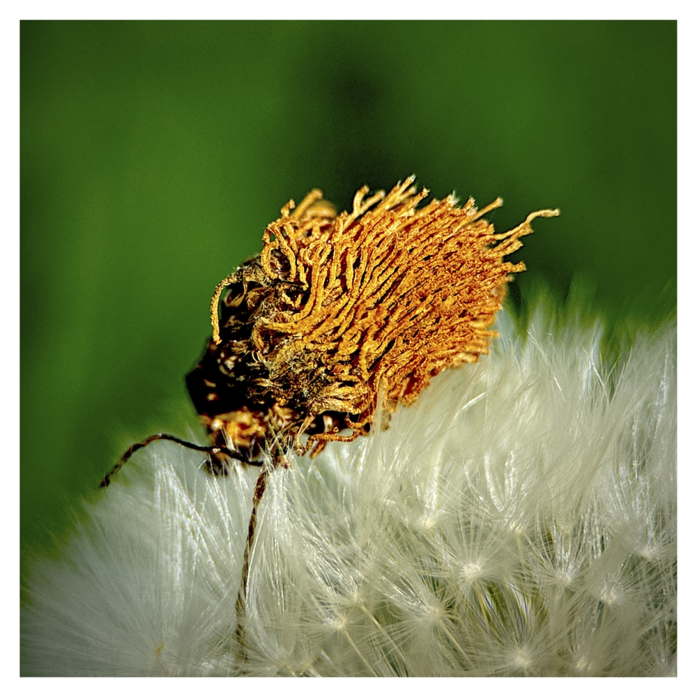 BlaX Macro - Color 30